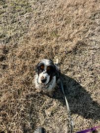 Monta cocker spanile inglese