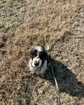 Cocker spaniel inglese