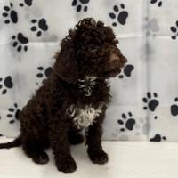 Lagotto romagnolo