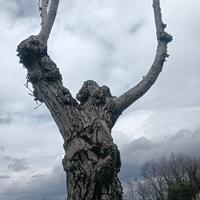 tronco noce per scultura 