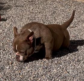 American Bully cioccolato