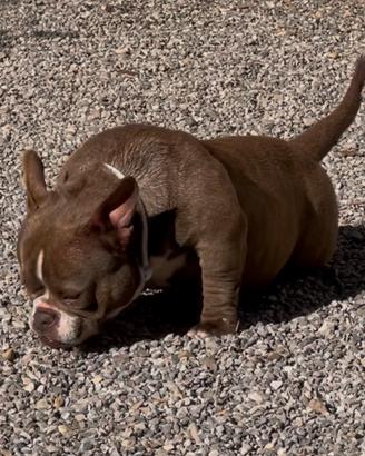 American Bully cioccolato