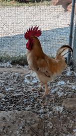 Gallo di Bionda Piemontese