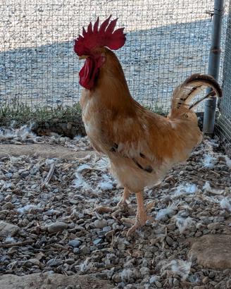 Gallo di Bionda Piemontese