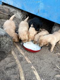 Cuccioli taglia media