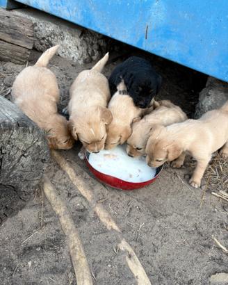 Cuccioli taglia media