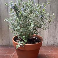🌿✨ 2x Teucrium Fruticans – in vaso Deroma