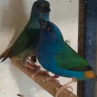 Uccelli Gould, diamante pappagallo, tanimbar