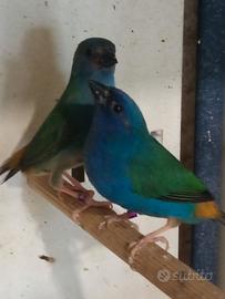 Uccelli Gould, diamante pappagallo, tanimbar