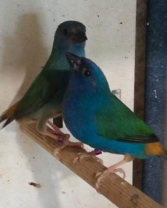 Uccelli Gould, diamante pappagallo, tanimbar