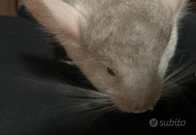 Cincillà maschio 3 mesi