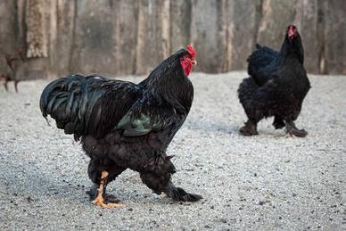Galline brahma