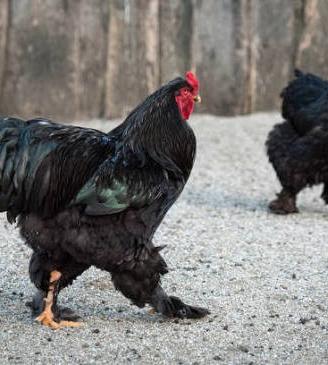 Galline brahma