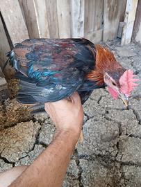 Gallo Siciliano Coronato
