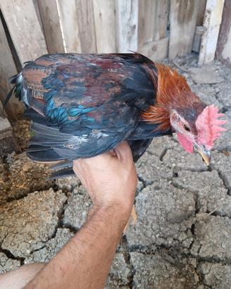 Gallo Siciliano Coronato