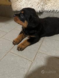 Cuccioli di rotvailler nati il 15/6/26