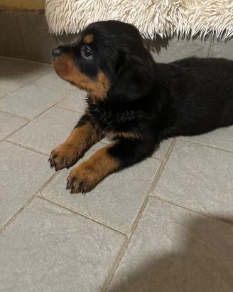 Cuccioli di rotvailler nati il 15/6/26