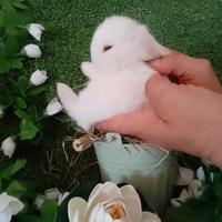 Conigli nani Mini Lop