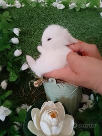 Conigli nani Mini Lop