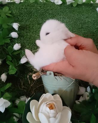 Conigli nani Mini Lop