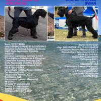 Schnauzer cuccioli con pedigree (Riesenschnauzer)