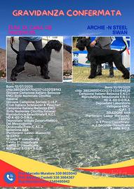 Schnauzer cuccioli con pedigree (Riesenschnauzer)