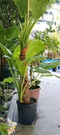 pianta di alocasia 