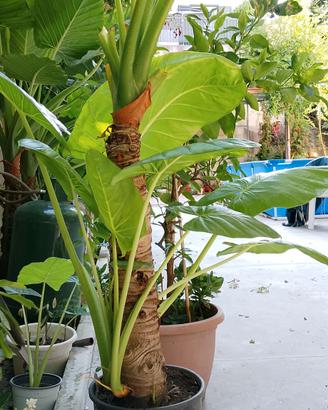 pianta di alocasia 