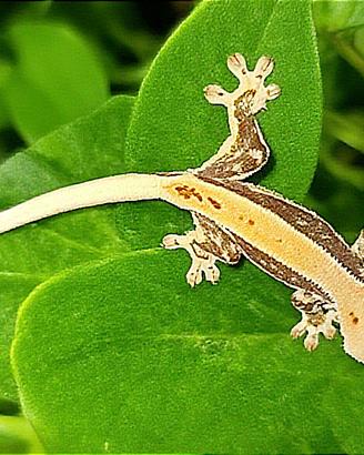 Geco Ciliatus baby Lilly White Orange