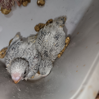 Stupendi pulli di cocorita