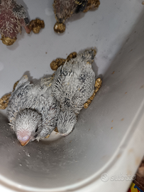 Stupendi pulli di cocorita