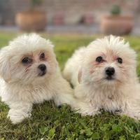 Cuccioli Maltese Toy