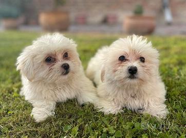 Cuccioli Maltese Toy