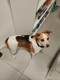 Cane femmina, 2 anni e mezzo