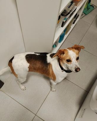 Cane femmina, 2 anni e mezzo