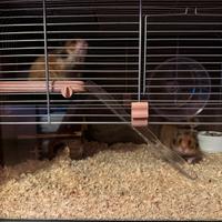 Disponibile criceti dorati 3 femmina 1 maschio