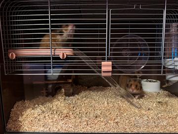 Disponibile criceti dorati 3 femmina 1 maschio