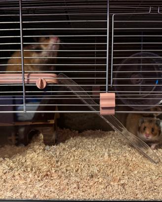 Disponibile criceti dorati 3 femmina 1 maschio