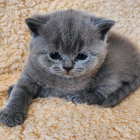 Cucciola British Shorthair con pedigree