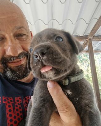 Cuccioli Cane Corso