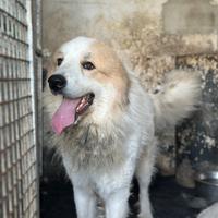 Cane montagna dei Pirenei maschio