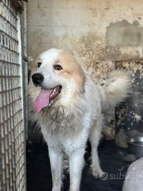 Cane montagna dei Pirenei maschio