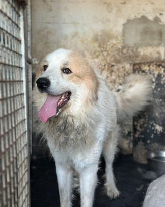 Cane montagna dei Pirenei maschio