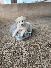 Meticcia simil golden taglia media