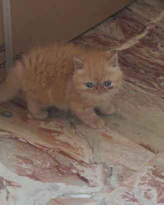 Gatti persiani