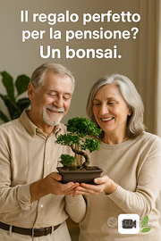 Bonsai  Idea pensionamento