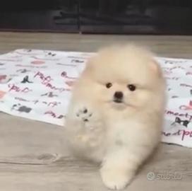 Cucciola Pomerania