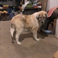 Cucciolo pastore del Caucaso