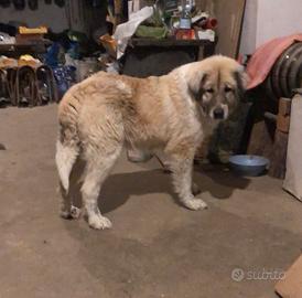 Cucciolo pastore del Caucaso