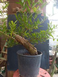 bonsai
